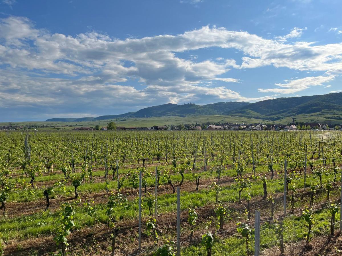 Gite Proche Colmar Vignoble Wettolsheim Buitenkant foto